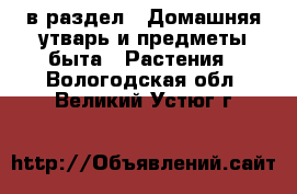  в раздел : Домашняя утварь и предметы быта » Растения . Вологодская обл.,Великий Устюг г.
